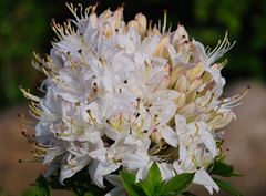 R.viscosum